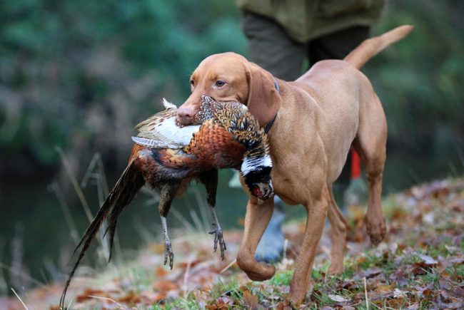 61f12f8e0037c240e73ffb68_pointer-collecting-a-pheasant.jpg