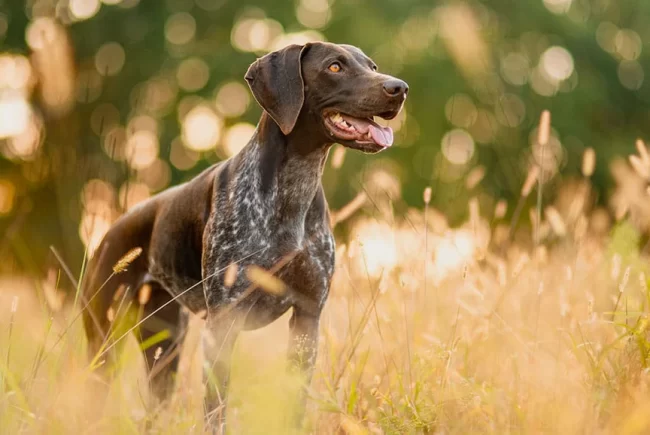 hunting-dog-breeds-native-performance_442b7440-e236-4ef4-bb42-ab7a55d71759.webp